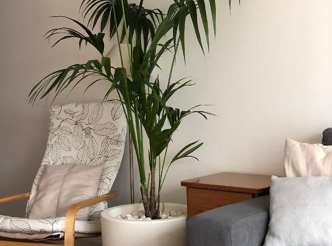 Vacations אלבופיירה